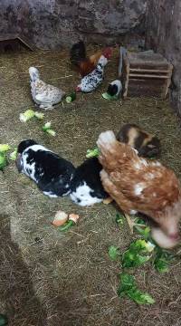 Meerschweinchen_und_Huhn_01